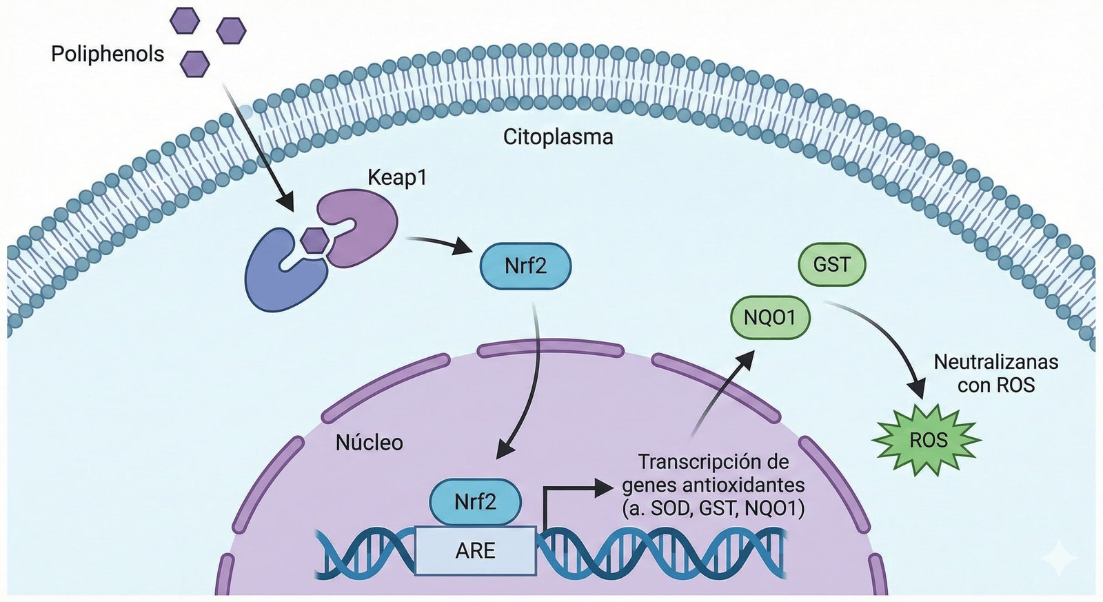 Gráfico de la activación de la vía Nrf2 por polifenoles